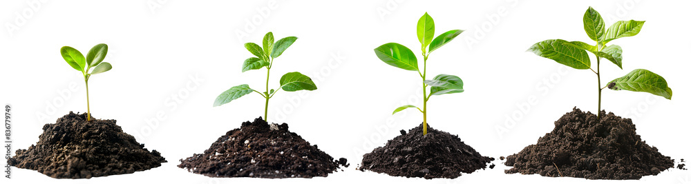 Set of Small Plants Growing from Soil Isolated on Transparent Background Set of Small Plants Growing from Soil Isolated on Transparent Background