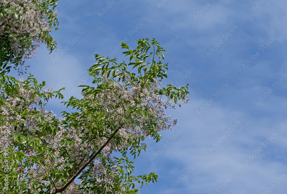 Fototapeta premium Blooming branch of the chinaberry tree (Melia azedarach)