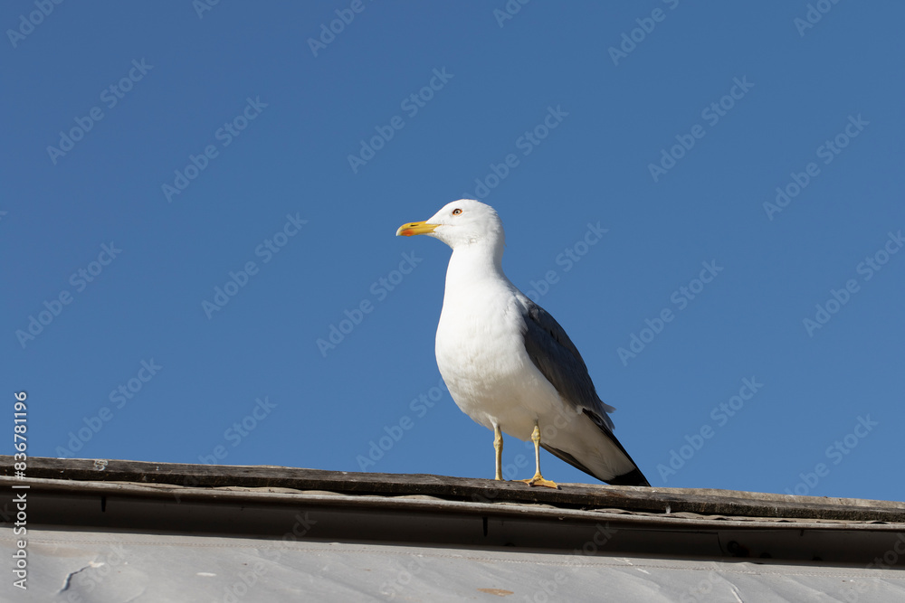 An adult Caspian Gull (Larus cachinnans) on roof An adult Caspian Gull (Larus cachinnans) on roof