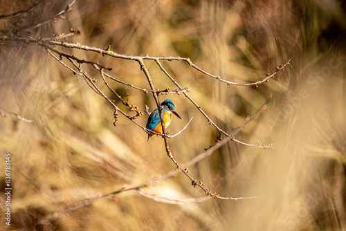 kingfisher on the branch