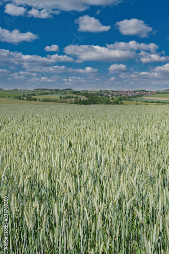 Gersten Felder und bewölktem Himmel