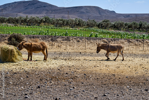 Esel auf einer Farm auf Fuerteventura 