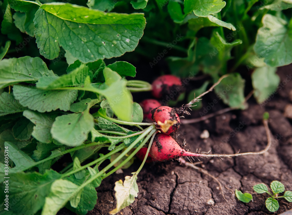 A ripe radish of small size lies in the garden. Vegetables grown in the home garden. A ripe radish of small size lies in the garden. Vegetables grown in the home garden.