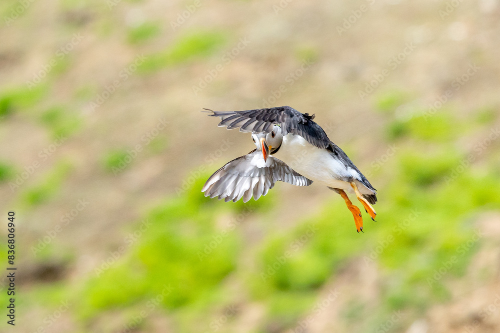 Obraz premium A puffin (fratercula arctica) coming into land at the colony, Skomer Island, UK.