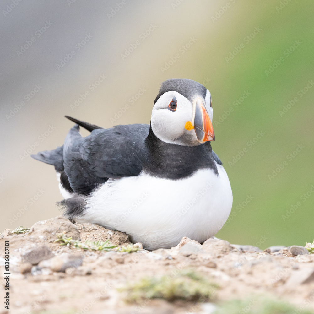 Fototapeta premium A softly lit Atlantic Puffin (fratercula arctica) is sat on rocky ground. Skomer Island, Wales