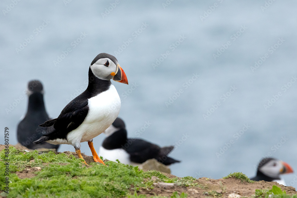Naklejka premium Puffin colony with the blue sea in the background. Skomer Island, UK