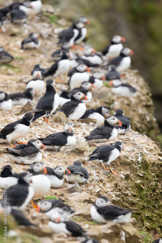 Fototapeta premium Puffin colony (fratercula arctica) showing lots of puffins all resting on the top of a cliff