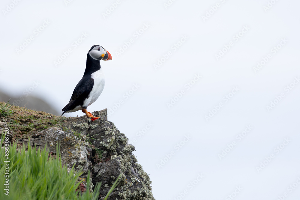 Fototapeta premium Puffin (fratercula arctica) perched on top of a rocky cliff, with copy space. UK