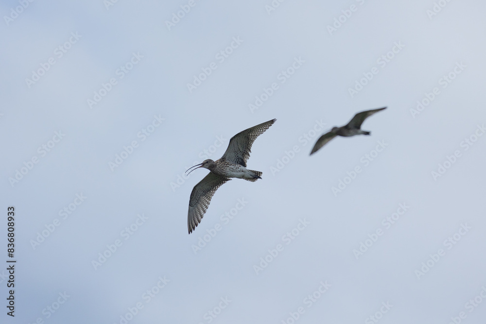 Pair of Curlews (numenius arquata) Pair of Curlews (numenius arquata)