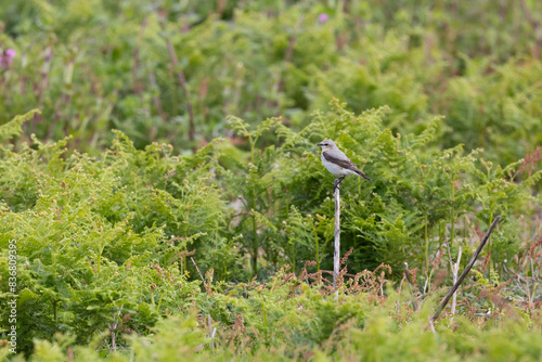 Male Wheatear (Oenanthe oenanthe) perched on a stick. Skomer Island, Wales.