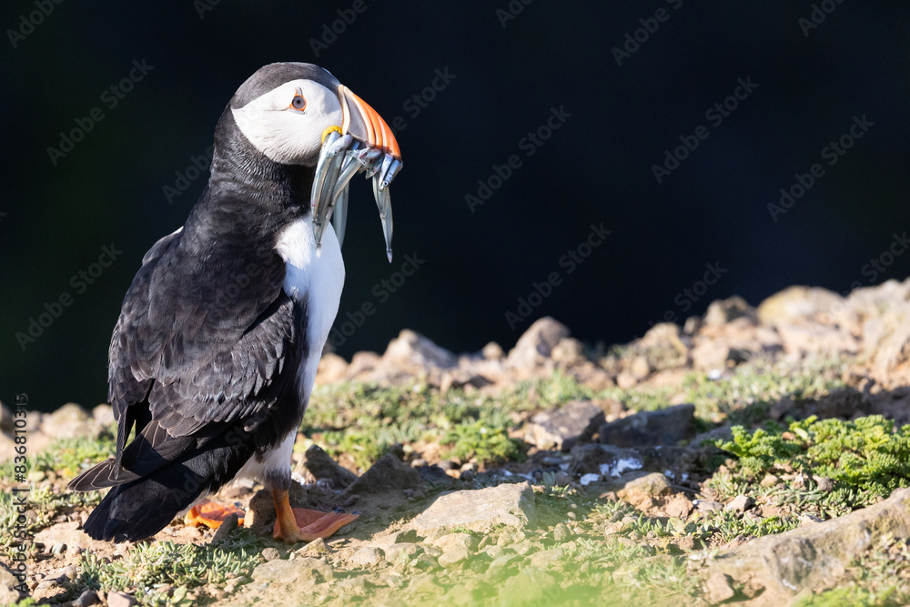 Obraz premium Brightly sunlit Puffin (fratercula arctica) standing, with a beak full of lots of sand eels, on rocky ground. Skomer, UK