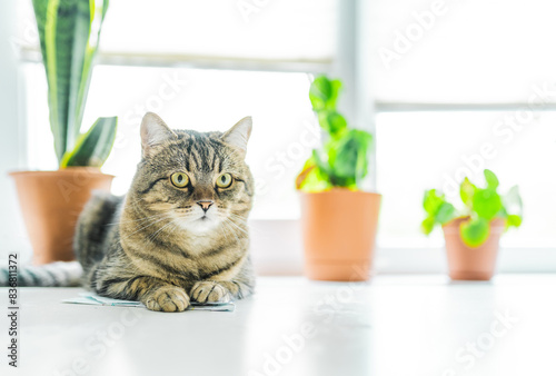 Cute cat lays on a window sill with home plants. Cat friendly and non toxic plants for pets concept. photo