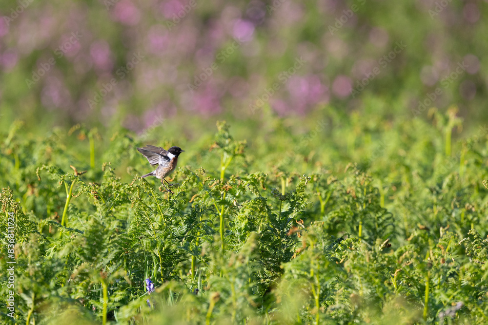 European Stonechat (Saxicola rubicola) on a bramble with a background of pink wildflowers on Skomer Island, Wales European Stonechat (Saxicola rubicola) on a bramble with a background of pink wildflowers on Skomer Island, Wales