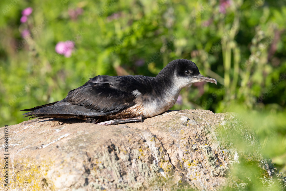 Fototapeta premium Side view of a Manx Shearwater (puffinus puffinus) sat on a rock in early morning sunshine, surrounded by greenery and wildflowers. Skomer Island, UK