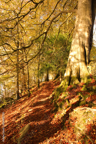 autumn in the woods