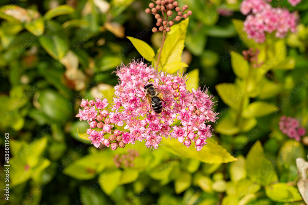 Spiraea branch, blooming Japanese spirea pink flower with bee in the spring garden