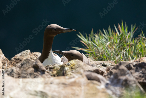 Guillemots (Uria Aalge) on cliff in the early morning sunshine. Skomer Island, Wales photo