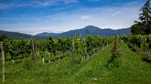 Wine country in North Italy