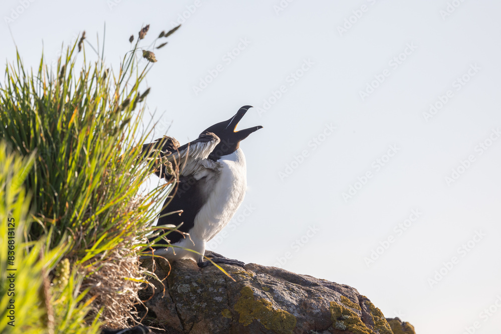 A single Razorbill (Alca torda) stretches its wings and opens its beak whilst perched on a cliff in early morning sunshine. Skomer Island, UK A single Razorbill (Alca torda) stretches its wings and opens its beak whilst perched on a cliff in early morning sunshine. Skomer Island, UK