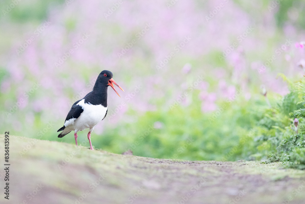 Oystercatcher (haematopus ostralegus) with small metal leg ring on right leg standing amongst wildflowers on Skomer Island, Wales in May Oystercatcher (haematopus ostralegus) with small metal leg ring on right leg standing amongst wildflowers on Skomer Island, Wales in May