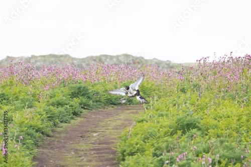 Oystercatcher (haematopus ostralegus) family on a footpath surrounded by wildflowers on Skomer Island, Wales, UK in Springtime