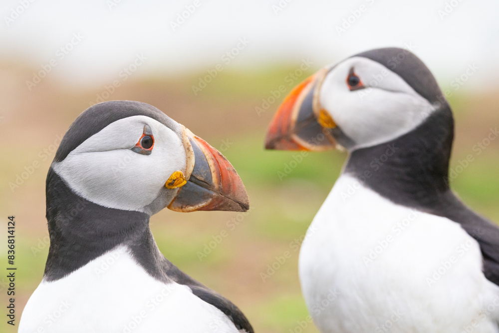 Two Puffins (fratercula arctica) look in opposite directions. Skomer Island, Wales. Two Puffins (fratercula arctica) look in opposite directions. Skomer Island, Wales.