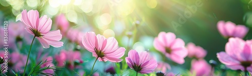 Beautiful cosmos flowers in the garden with a blurred background  a spring floral landscape banner  a panoramic view  spring meadow flower field