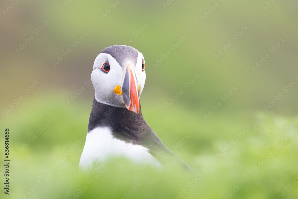 Naklejka premium Beautifully soft lit puffin portrait (fratercula arctica) 