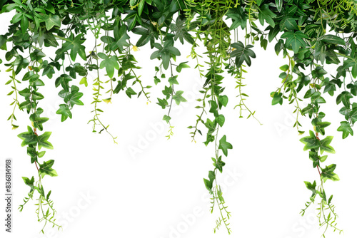 Tropical creeper border hanging on transparent background