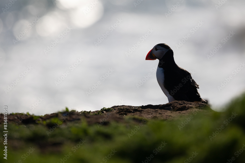 Atlantic puffin (fratercula arctica) with a bright sea behind Atlantic puffin (fratercula arctica) with a bright sea behind