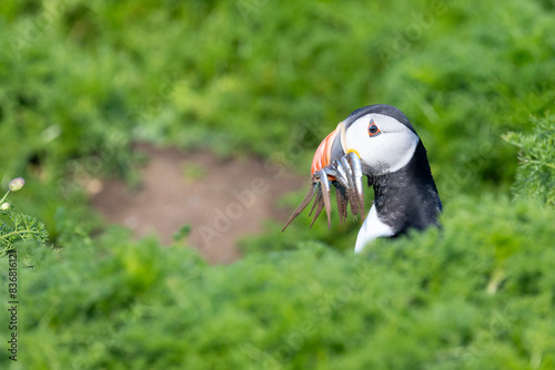 A puffin (fratercula arctica) with sandeels in its beak, peeks out from the surrounding vegetation. photo