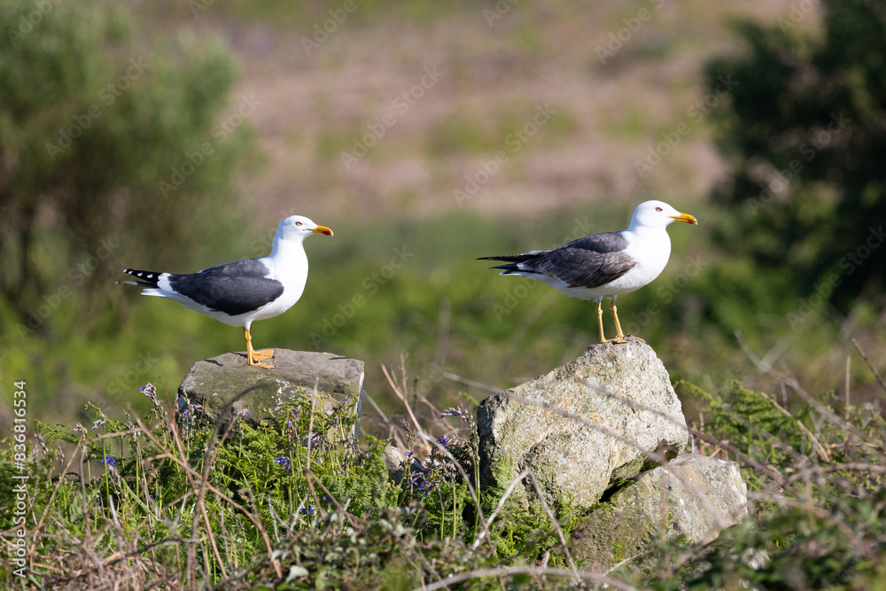 Two Lesser black-backed gulls (Larus fuscus) standing on separate rocks. UK Two Lesser black-backed gulls (Larus fuscus) standing on separate rocks. UK