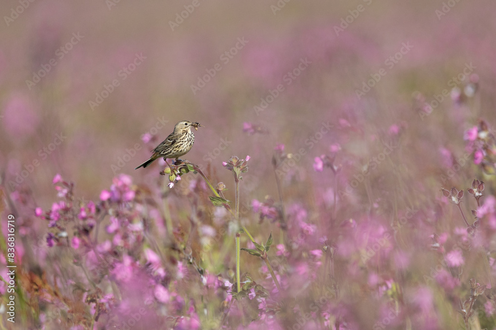 Meadow Pipit (Anthus pratensis) with insects in its beak, lightly perched on top of pink wildflowers on Skomer Island, Wales. Meadow Pipit (Anthus pratensis) with insects in its beak, lightly perched on top of pink wildflowers on Skomer Island, Wales.
