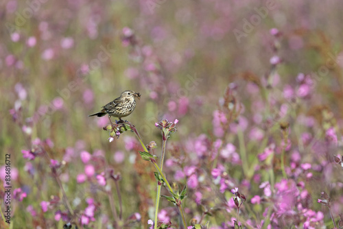 Meadow Pipit (Anthus pratensis) with insects in its beak, lightly perched on top of pink wildflowers on Skomer Island, Wales. photo