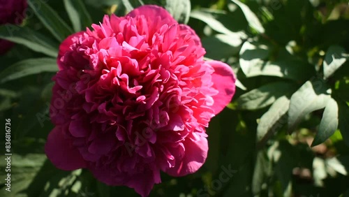 Red peony illuminated by the sun. Natural background. Close-up