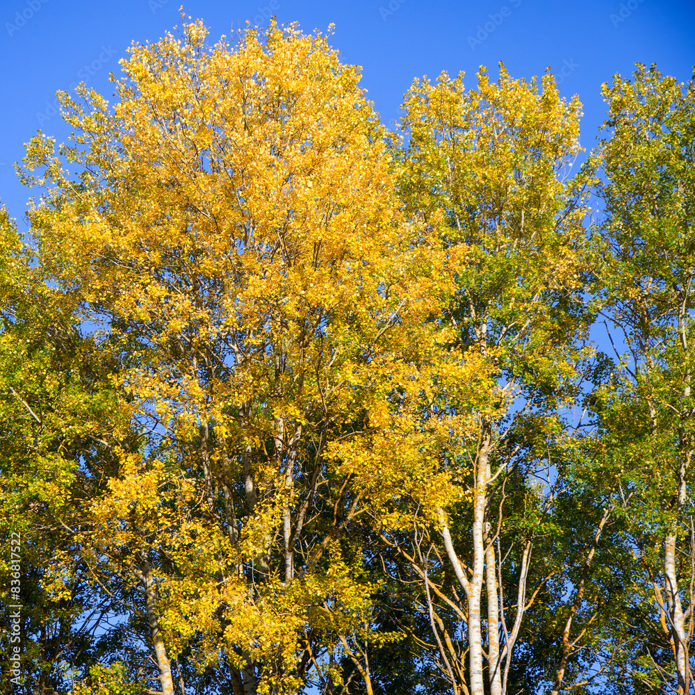 Autumnal Aspens: Tall aspen trees with yellow leaves stand against a clear blue sky, signaling the change of seasons. Autumnal Aspens: Tall aspen trees with yellow leaves stand against a clear blue sky, signaling the change of seasons.