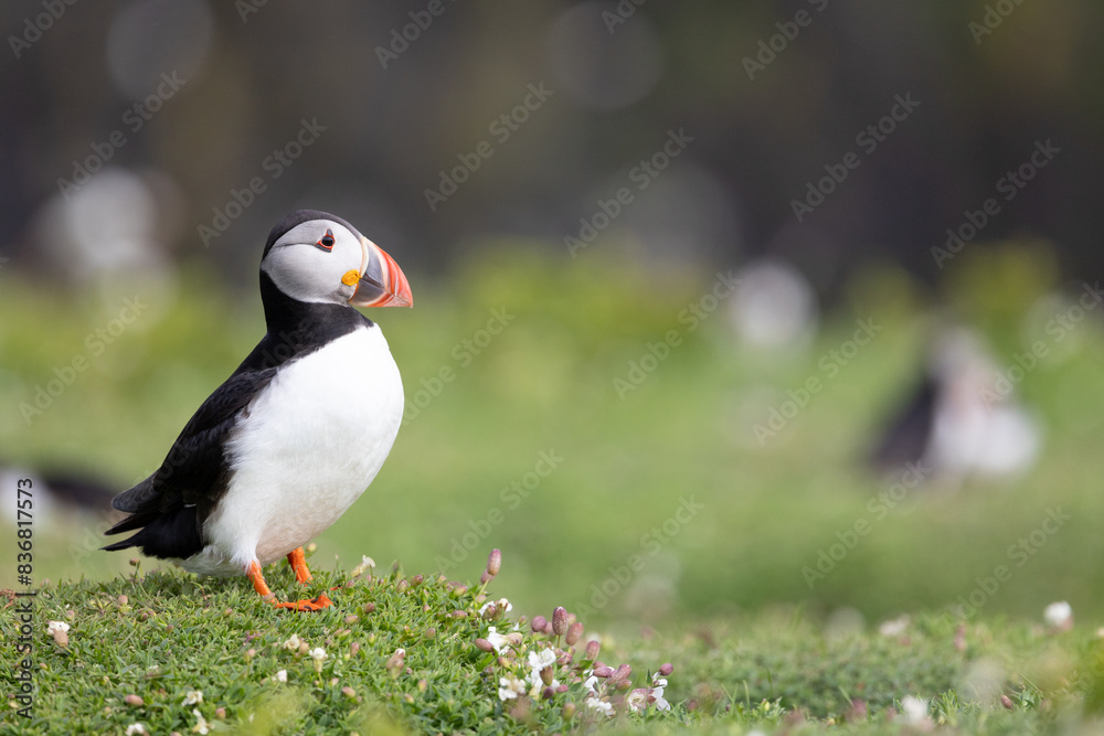 A puffin (fratercula arctica) looks to the right of the frame whilst standing amongst the wildflowers. UK in May A puffin (fratercula arctica) looks to the right of the frame whilst standing amongst the wildflowers. UK in May