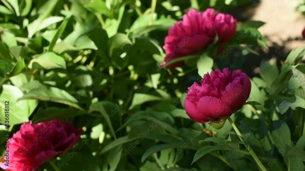 Red peony flowers among green leaves. Natural background Red peony flowers among green leaves. Natural background
