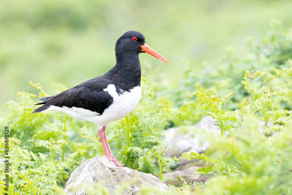 Stunning close up of an Oystercatcher (haematopus ostralegus) stands on a rock surrounded by greenery on Skomer Island, Wales. Stunning close up of an Oystercatcher (haematopus ostralegus) stands on a rock surrounded by greenery on Skomer Island, Wales.