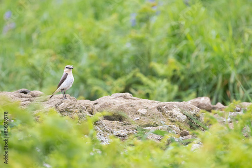 Beautiful Wheatear (oenanthe oenanthe) stands on a stones, with a natural, green background in late Spring / early Summer.