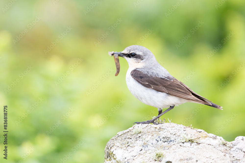 Wheatear (oenanthe oenanthe) standing on stones, with a natural, green background in late Spring / early Summer. Wheatear (oenanthe oenanthe) standing on stones, with a natural, green background in late Spring / early Summer.