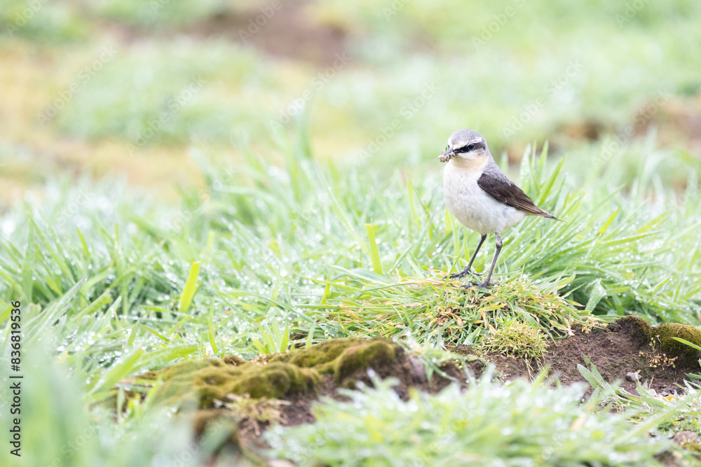 Wheatear (oenanthe oenanthe) with food in its beak. Wheatear (oenanthe oenanthe) with food in its beak.