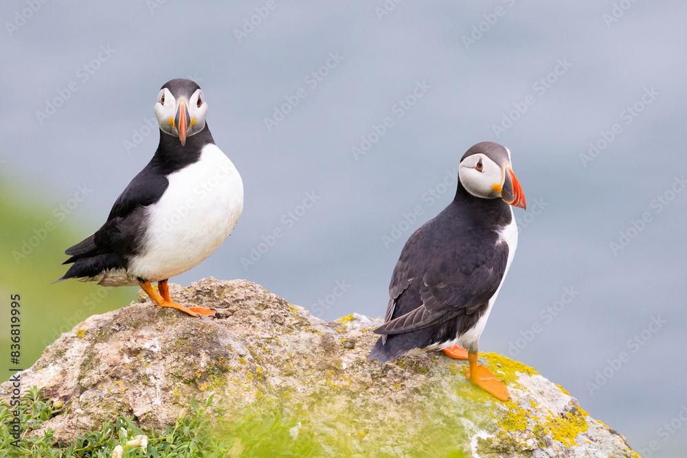Fototapeta premium Two puffins on a rock with the sea behind. Atlantic puffin (fratercula arctica)