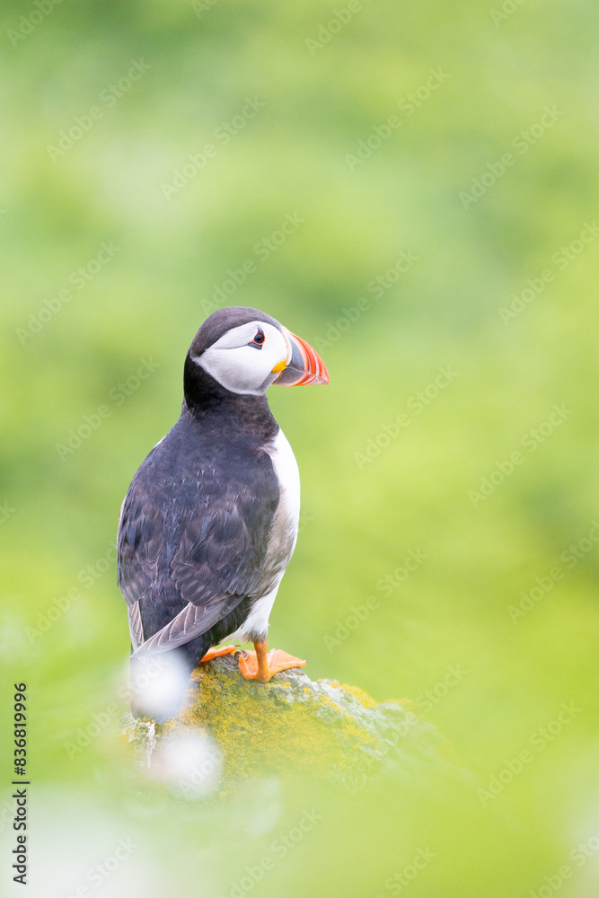 Atlantic puffin (fratercula arctica) standing on a rock surrounded by greenery. Skomer Island, Wales Atlantic puffin (fratercula arctica) standing on a rock surrounded by greenery. Skomer Island, Wales