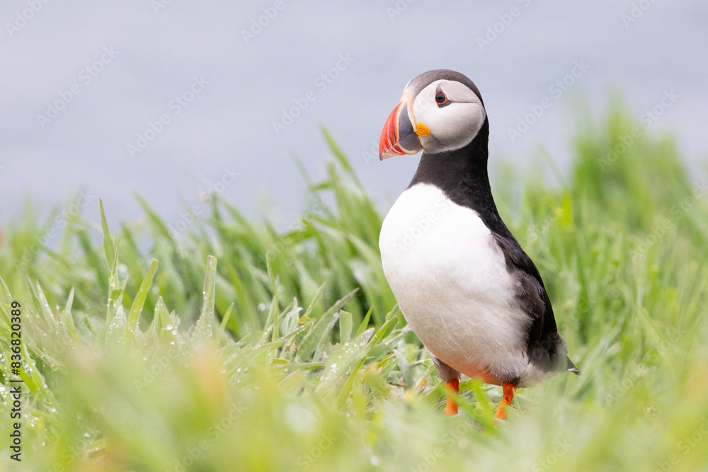 Front view of an Atlantic puffin (fratercula arctica) looking to the left of the frame. Front view of an Atlantic puffin (fratercula arctica) looking to the left of the frame.