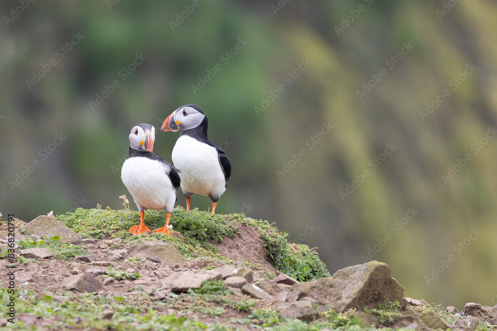 Fototapeta premium Two Atlantic puffins (fratercula arctica) stand atop a cliff.
