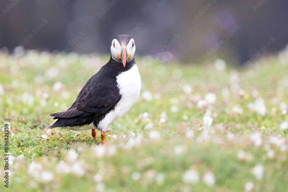 Fototapeta premium Adult Puffin (fratercula arctica) facing the camera, standing amongst the wild flowers on Skomer Island, Wales