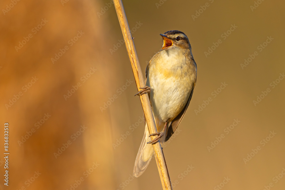 Fototapeta premium Rokitniczka (Acrocephalus schoenobaenus)