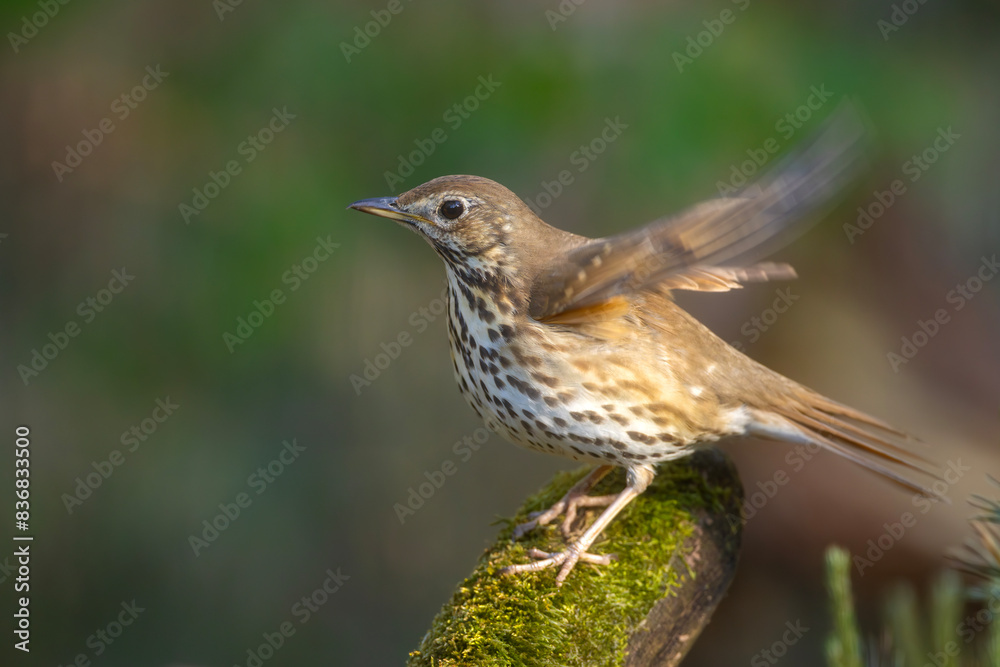 Fototapeta premium śpiewak (Turdus philomelos)