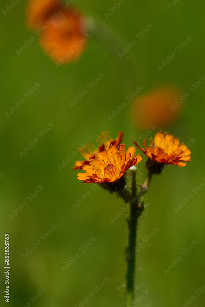 Orangerotes Habichtskraut (Hieracium aurantiacum ) Orangerotes Habichtskraut (Hieracium aurantiacum )
